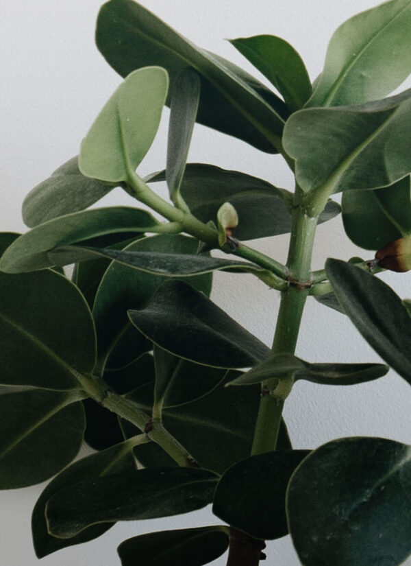 flower 05 c.jpg