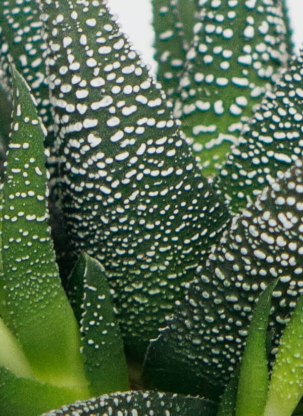 flower 07 c.jpg
