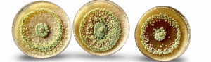 Trichodermas biofungicidas logo Chapito Web